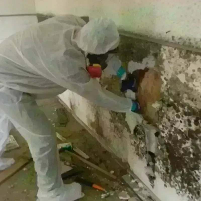 Mold Remediation and Removal in Eureka, IL